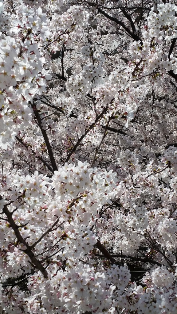 20150331_131523